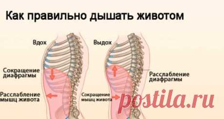 Насколько полезно дыхание животом
Приветствую друзья, что же подтолкнуло меня к написанию этой статьи — всё чаще я слышу о пользе диафрагмального или брюшного дыхания, а именно сейчас, я взялась за более глубокое изучение китайской гимнастики — Цигун, и именно в этой литературе нам чаще всего советуют использовать диафрагмальное дыхание (там же пишут о нём, как о дыхании животом). […]
Читай пост далее на сайте. Жми ⏫ссылку выше