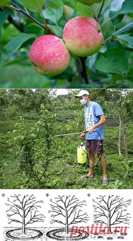 Нужно знать почему яблоня сбрасывает яблоки, чтобы понять что делать