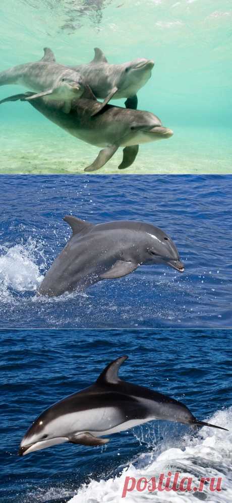 Дельфины | Энциклопедия животных