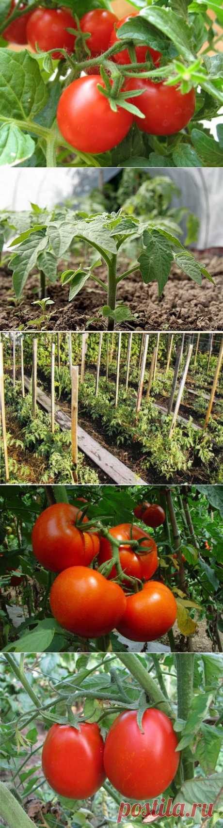 Сорта томатов. Посадка и уход за томатами, вредители и болезни.