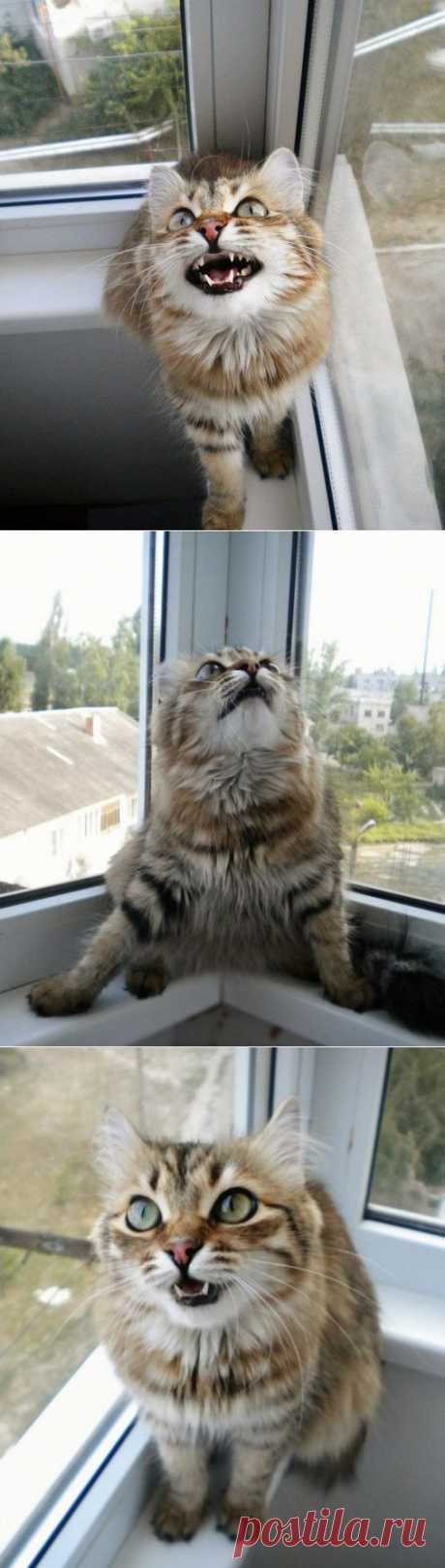 Птички бесятПервая социальная сеть про кошек www.pincat.ru Опубликуй фото своего любимца, веди блог о его жизни! #фото #кошки #cat