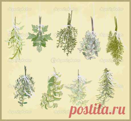 depositphotos_11724135-Spicy-herbs.-Collection-of-fresh-herbs.-Illustration-spicy-herbs..jpg (1023×942)