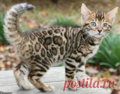 Bengal kitten!!! Sooo cute, looks like my Samson!