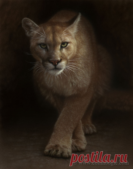 Появление - Cougar Painting, ручная подпись Cougar Art Print Коллина Богла - Collin Bogle Nature Art