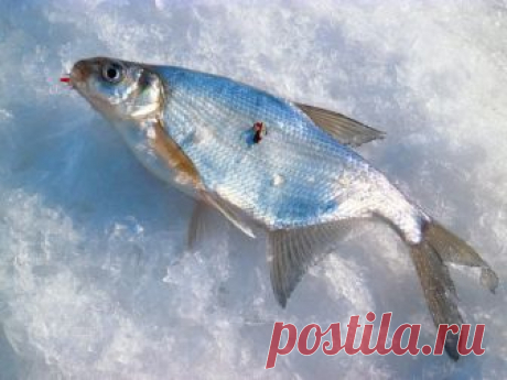Актуально: почему рыба НЕ ловится на чертика? | PROFI-FISHER | Яндекс Дзен