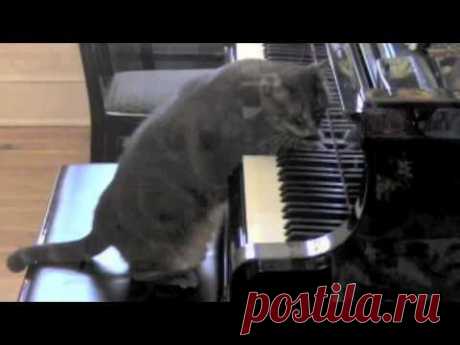 CATcerto. ENTIRE PERFORMANCE. Mindaugas Piecaitis, Nora The Piano Cat - YouTube