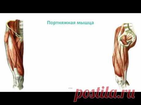 Мышцы пояса нижней конечности и бедра: топография, строение, функции