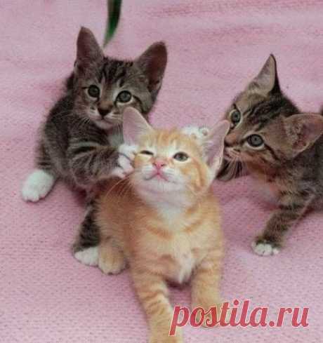Adorable kittens | Funny cats
