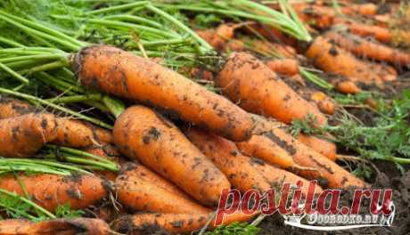 Морковные премудрости. Опыт выращивания «Правильные» борозды • Лучшие…