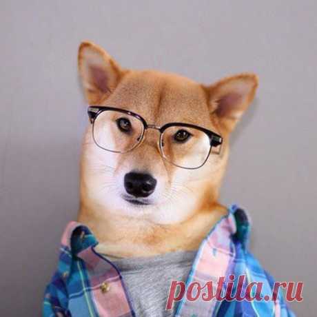 Позитив без границ!: DOG мода
Вы привыкли, что ваша собака ходит, в чем мать родила? Хватит это терпеть! Пора посмотреть, что сейчас актуально в собачей моде. Современные собаки носят не просто одежу, они одевают очки, галстуки и используют парфюм.