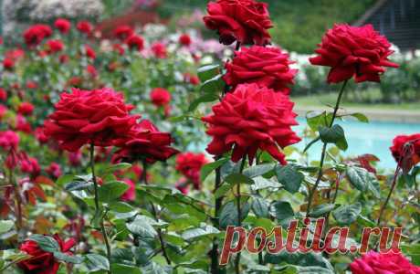 Подкормка роз – важный элемент пышного цветения и здоровья кустов