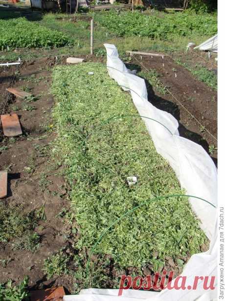 Выращивание лука из семян