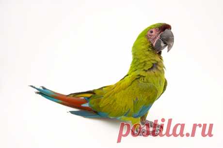 An Endangered Imperial Parrot Amazona Imperialis At The Rare Species Conservatory Foundation Stock Photo | Getty Images