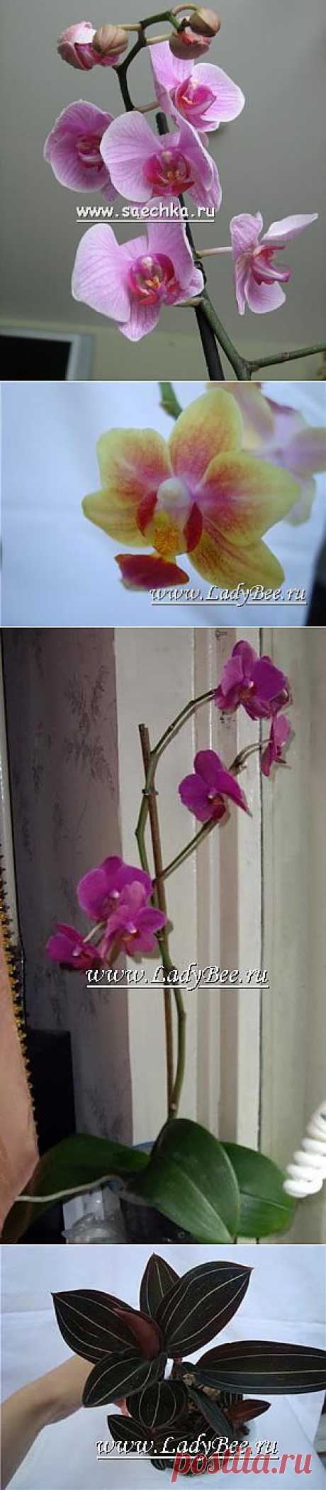 Орхидея (Orchidaceae) - комнатные растения и цветы для сада: выращивание, местоположение, температура, полив, пересаживание, размножение, болезни и вредители