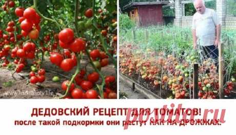 После такого томаты начинают расти «как на дрожжах»…