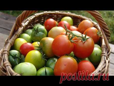 Четыре фактора, влияющие на урожай томатов - YouTube газета САДОВОД видео