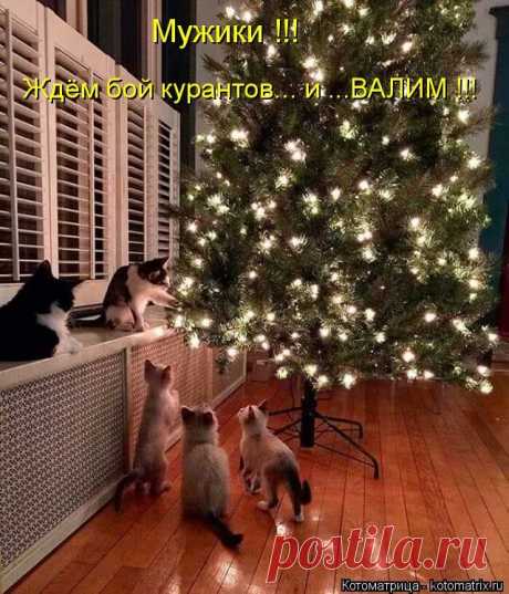 Новогодняя подборка смешных котов, которая точно Вас развеселит (11 фото). | Забавный Бим | Яндекс Дзен