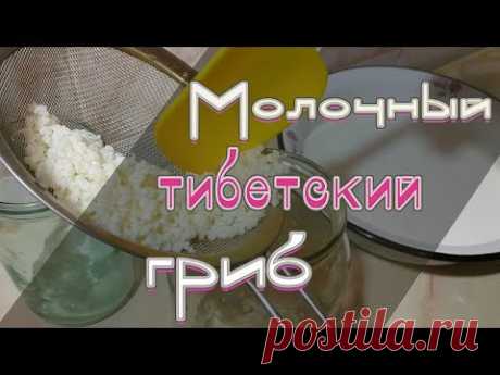 ✔Молочный тибетский гриб