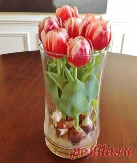 Цветущие тюльпаны круглый год. Секрет, как вырастить тюльпаны дома без использования земли