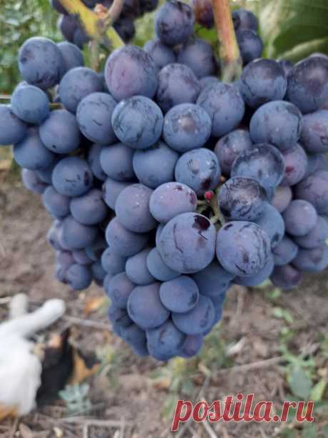 Мероприятия на винограднике в августе и сентябре. | Лоза виноградная | Дзен
