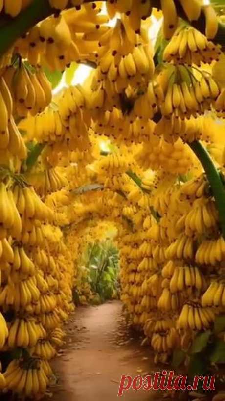 Видели когда-нибудь банановую рощу? 👀😋