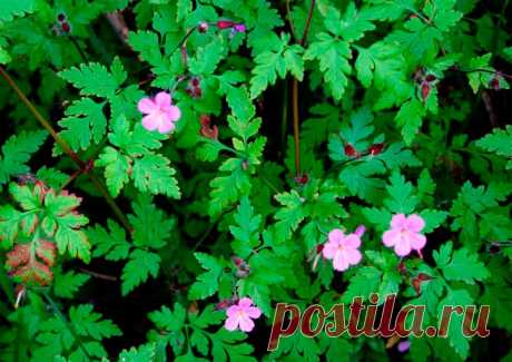 Лекарственное растение Герань Роберта (Geranium robertianum). Однолетнее растение высотой 20—50 см. По причине неприятного запаха ее еще называют вонючкой. Стебель прямой, часто с красноватым опенком, железисто-опушенный. Листья 3-5-перистораздельные, сегменты с торчащим опушением, дваждыперисторассеченные. Цветки обычно по два на одной цветоножке. Лепестки длиной 9-13 мм, розовые, с 3 продольными полосками. Двустворчатые растрескивающиеся плоды с клювиком.