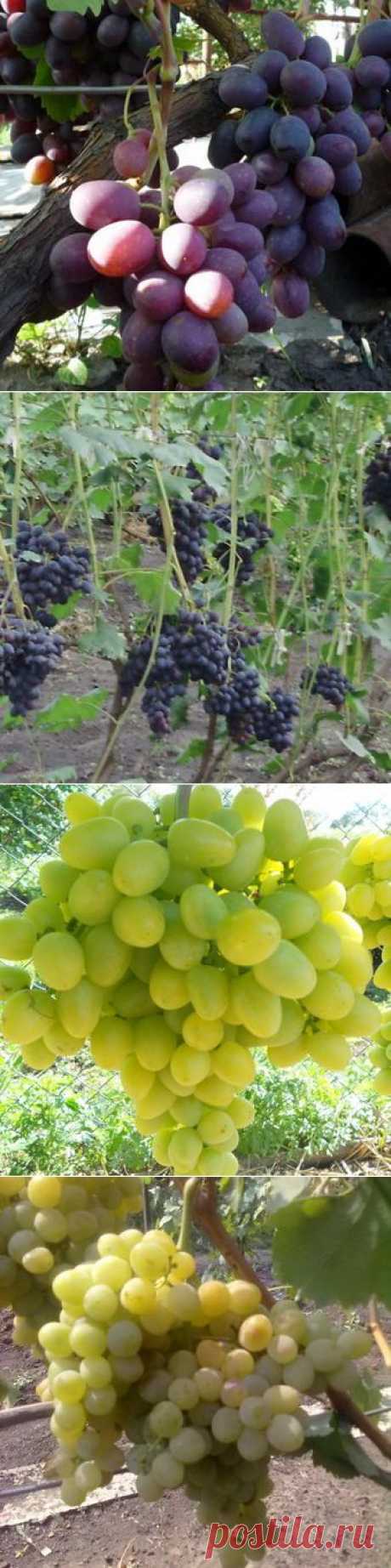 Сорта винограда с фото и описанием: какие бывают ранние, средние и поздние сорта винограда