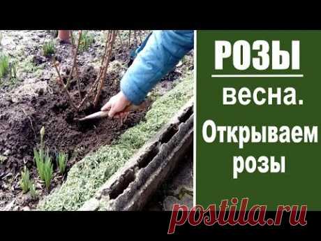 Уход за розой весной: маленькие секреты от &quot;Любимой усадьбы&quot;