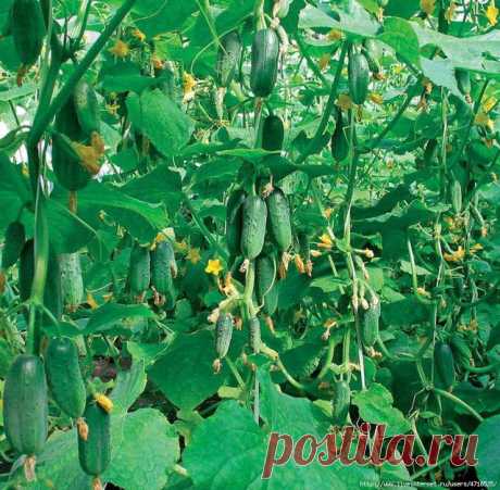ВедаМост: Выращивание огурцов, арбузов, дыни и тыквы