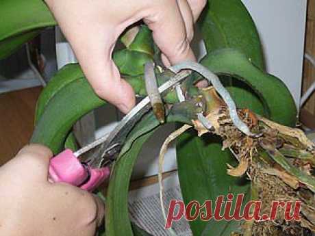 Как размножать орхидею фаленопсис..