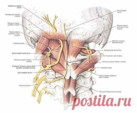 О чём расскажет головная боль в затылочной части Причины боли в голове в затылочной части, отдающей в шею, в виски. Как оказать себе помощь, чем лечить, профилактика боли в затылке.