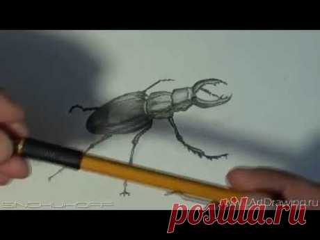 Рисуем жука| Рисуем карандашом