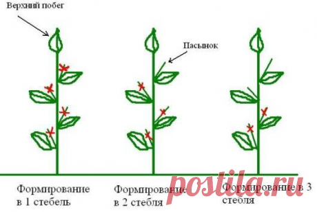 Крупный мясистый перец - результат првильной прищипки | Дачница | Яндекс Дзен