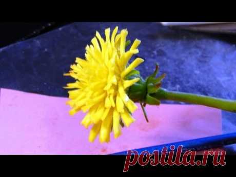 Одуванчик из холодного фарфора \ How to make a dandelion from a cold porcelain