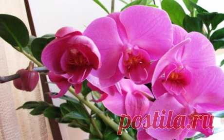 Как правильно поливать орхидею фаленопсис