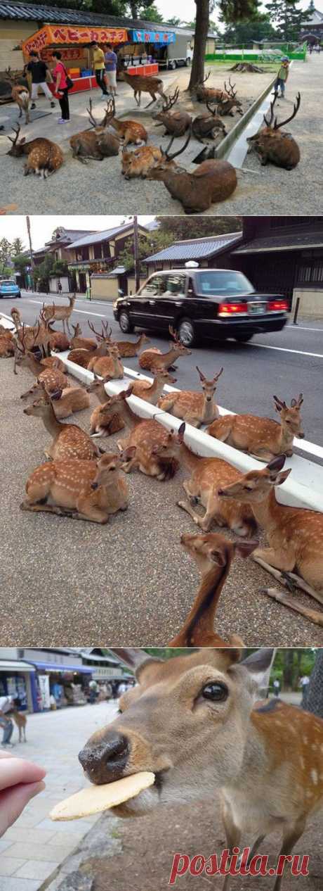 (+1) - Тысячи оленей на улицах японского города | ПИТОМЦЫ