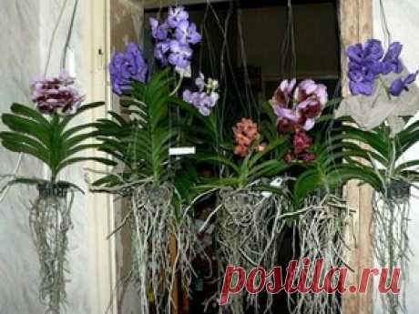 Как вырастить орхидею в домашних условиях - Интересно Знать