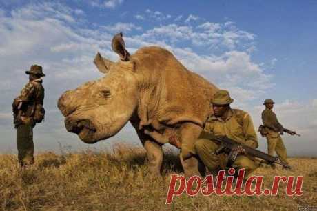 Северный белый носорог, которых осталось всего 4 в мире, бродит в окружении вооружённых телохранителей.