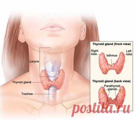 Признаки заболеваний щитовидной железы / Будьте здоровы