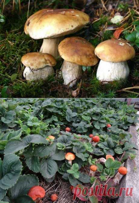 Как вырастить лесные грибы на участке