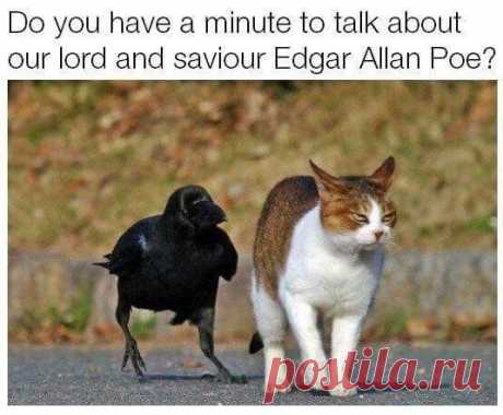 Funny Cat Memes Of The Day – 35 Pics Ep22 #cat #catmemes - Lovely Animals World