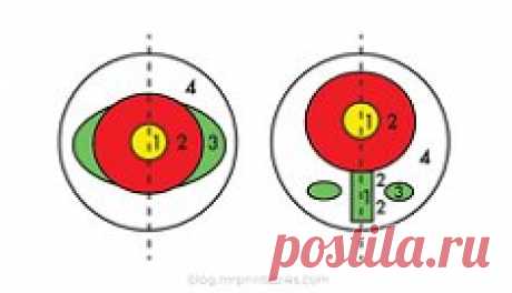 КАК СДЕЛАТЬ РАЗНОЦВЕТНЫЙ ЦВЕТОЧНЫЙ ПОМПОН.
Оказывается сделать такой оригинальный помпон, который очень понравится детям, не так уж и трудно! Самодельная картонная заготовка, определенная...