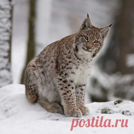РЫСЬ ОБЫКНОВЕННАЯ (Felis lynx)