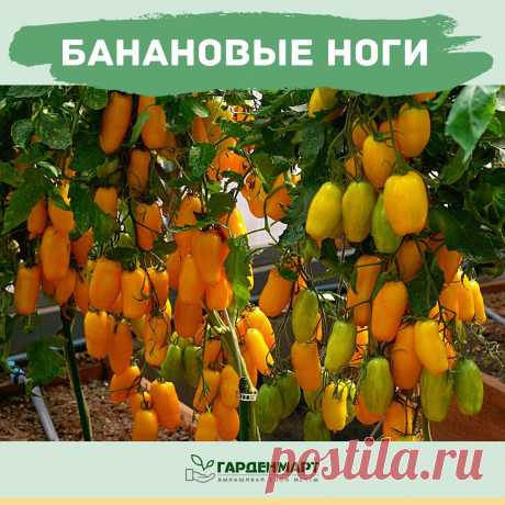 БАНАНОВЫЕ НОГИ – одна из самых долгожданных новинок прошлого года!

Неподражаемая форма и окраска, великолепный цвет. Просто золотая стена томатов!
Почувствуйте тепло августовского солнышка в холодный зимний день️)


- Ультра ранний сорт, полудетерминантный. От всходов до сбора первого урожая 90-96 дней. Первое соцветие закладывается над 9-11 листом, последующие через 2-3.
- Плоды средней массой 80г.
- Вкус плодов очень хороший. Мякоть тает во рту, семенные камеры небольши...