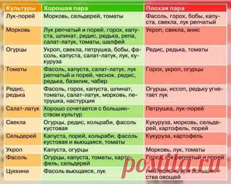 что можно садить рядом с чесноком на одной грядке — Яндекс: нашлось 9 млн результатов