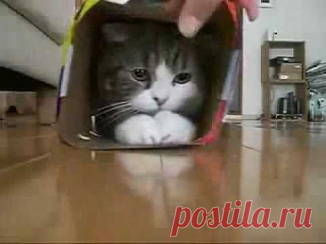супер кот !!) - YouTube