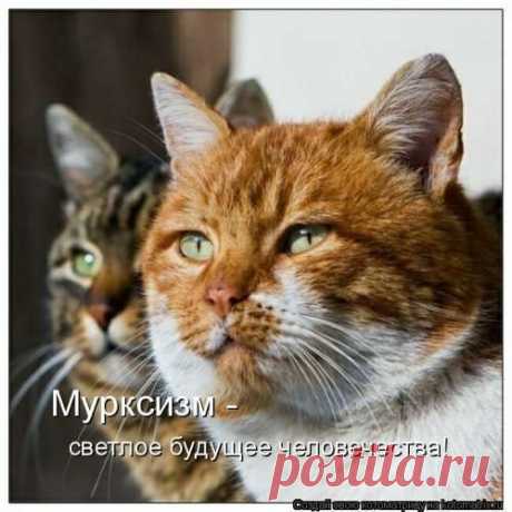 Свежая котоматрица (24 фото) . Тут забавно !!!