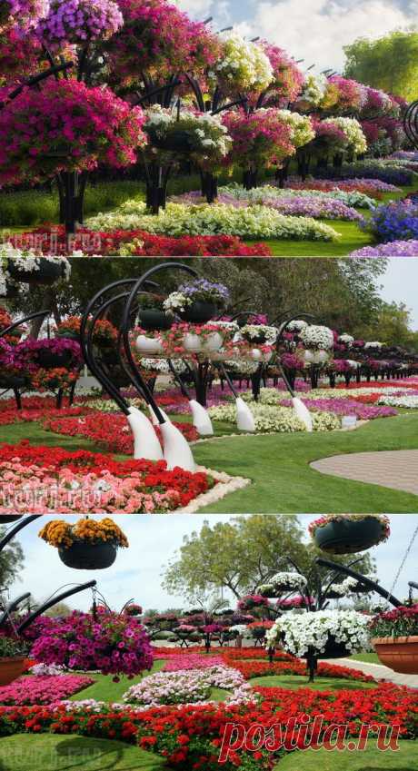 ОАЭ, Эль-Айн: Парк цветов Al Ain Paradise - рай в маленьком городке.