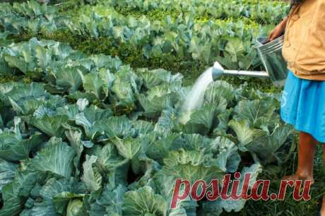 Как получить хороший урожай капусты даже в холодное лето | Идеальный огород | Яндекс Дзен