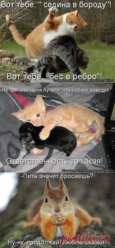 Котоматрица: Лучшие за всё время